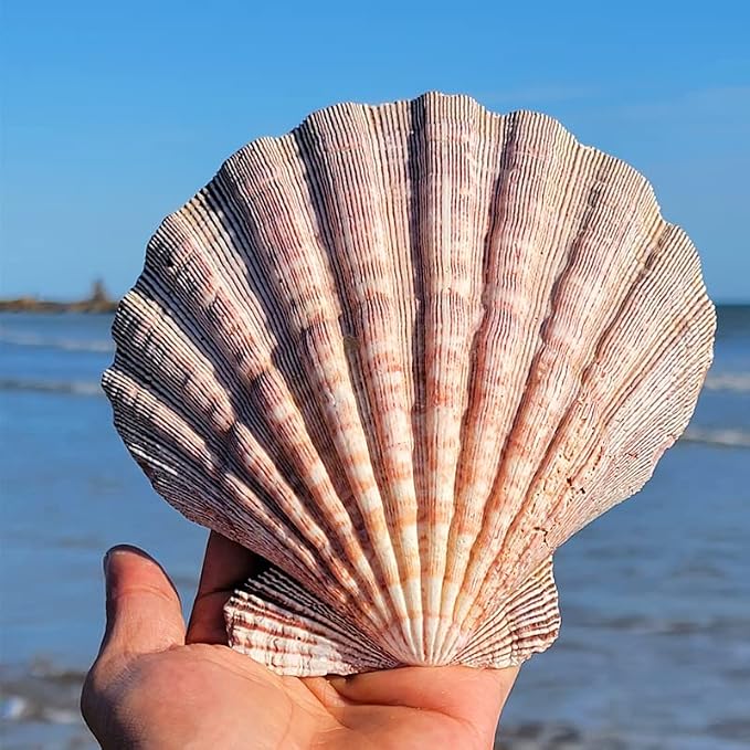 4 Pcs Polished Large Great Scallop Sea Shells 5~6 Inch, Ocean Beach Seashells - Image 5
