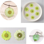 50pcs Natural Dried Daisy Flower, Vacuum Packaging, Pressed Flower - Image 3