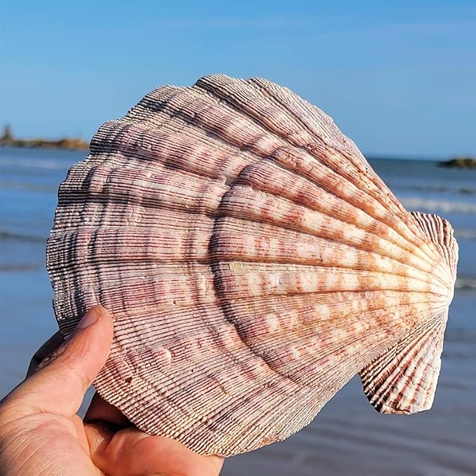 4 Pcs Polished Large Great Scallop Sea Shells 5~6 Inch, Ocean Beach Seashells - Image 6