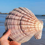 4 Pcs Polished Large Great Scallop Sea Shells 5~6 Inch, Ocean Beach Seashells - Image 6