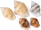 500pcs Natural Tiny Small Seashells - Image 3