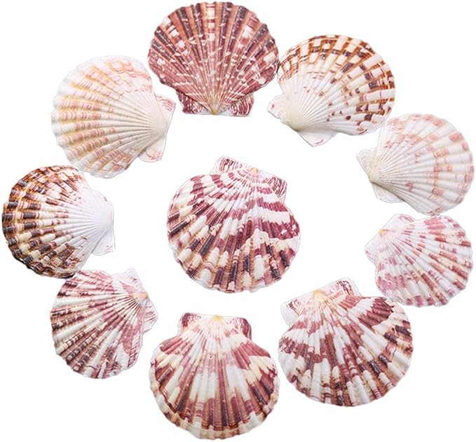 LUCKY BABY 50 PCS Natural Scallop Seashells by LUCKYBABY