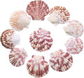 LUCKY BABY 50 PCS Natural Scallop Seashells by LUCKYBABY