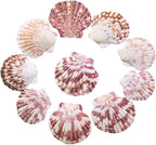 LUCKY BABY 50 PCS Natural Scallop Seashells by LUCKYBABY