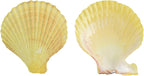 Colorful 50+ Pcs Scallop Shell Natural Mixed Color Seashells - Image 4
