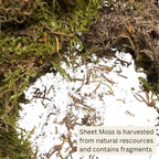 Mosser Lee ML0480 Natural Green Sheet Moss – 520 sq. in. – Organic Decorative - Image 3