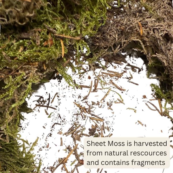 Mosser Lee ML0480 Natural Green Sheet Moss – 520 sq. in. – Organic Decorative - Image 3
