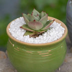 1.1 LB White Succulent Cactus Soil Cover Gravels, Decorative Small Rock | - Image 4