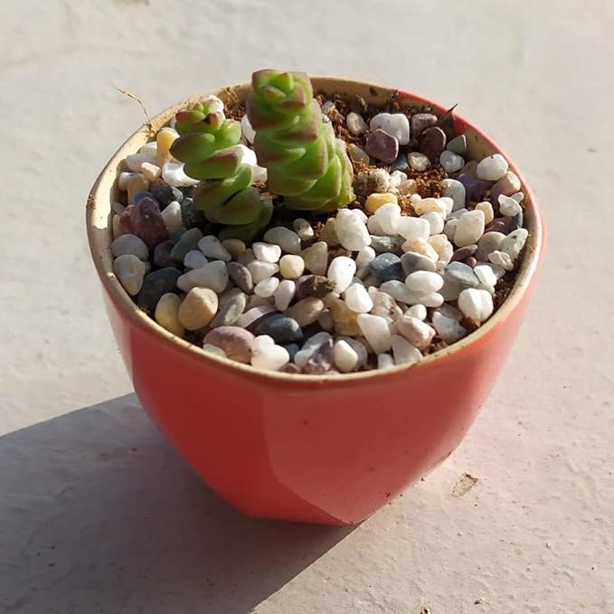 Natural Decorative Pebbles Rocks Polished Tterrarium Gravel White Stones - Image 8