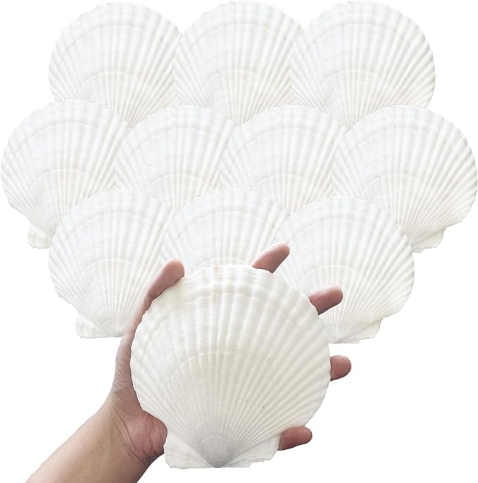10PCS 4-5 Inch Large Sea Shells White Scallop Shells by Unknown