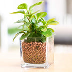 Clay Pebbles Gardening Ceramsite Orchid Hydroponic Grow Media Clay Rocks - Image 6