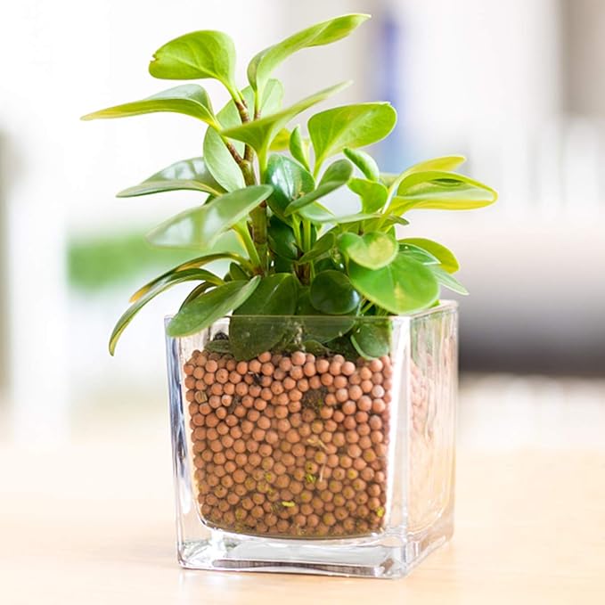 Clay Pebbles Gardening Ceramsite Orchid Hydroponic Grow Media Clay Rocks - Image 6