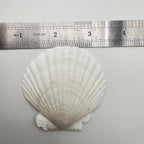 30 PCS Seashells for Crafts 2-3 Inches White Natural Bulk Scallop Shells for - Image 2