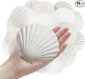 10Pcs 4-5“ Sea Shells Natural Scallop by ASBEFORE