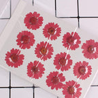 50pcs Natural Dried Daisy Flower, Vacuum Packaging, Pressed Flower - Image 5