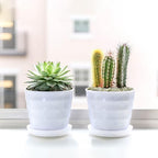 Pulovin 2.5LB Succulent and Cactus Pebbles, 1/5 Inch Jade Pebbles - Image 5