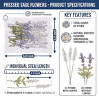 48 Pcs Natural Dried Pressed Garden Sage Flowers - Image 2