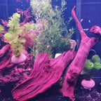 emours Aquarium Driftwood Fish Tank Decoration, Natural Wood, Large | 9-12 Inch - Image 7