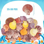 30 PCS+ Scallop Shells Natural Seashell, 1.5"-2.5" Colorful Scallop Shells - Image 2