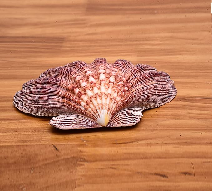 2 PCS Large Great Orange Lions Paw Scallop 5-6" Shells - Image 3