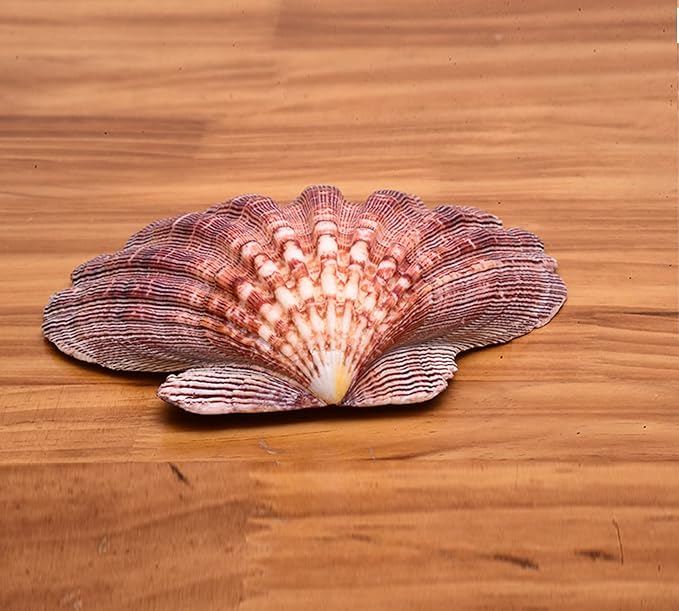 4 Pcs Polished Large Great Scallop Sea Shells 5~6 Inch, Ocean Beach Seashells - Image 3