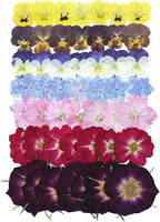 49 Pcs Dried Pressed Flowers for Crafts Art Resin DIY Natural Dry Pansy Rose by TopFunny