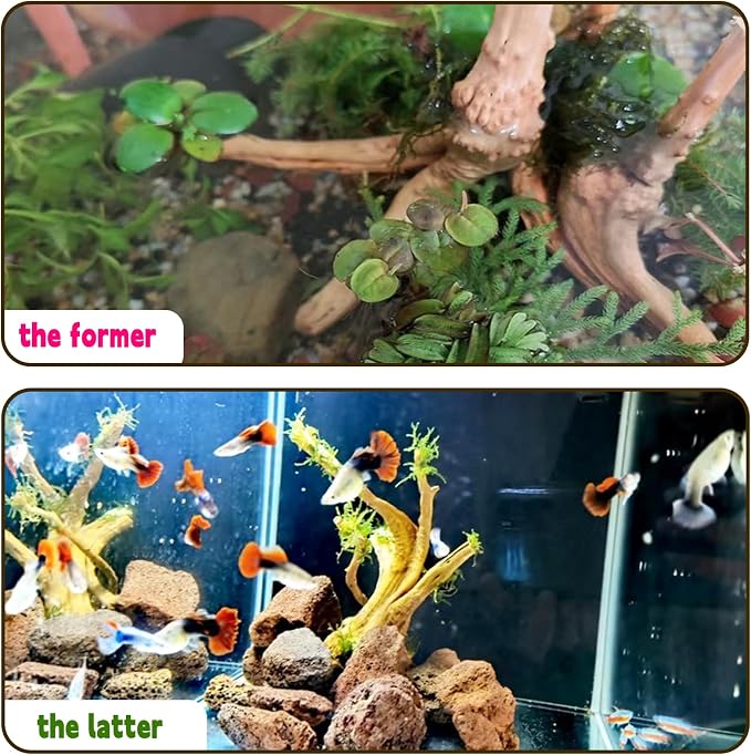 Hamiledyi 6PCS Aquarium Driftwood 6-8in Natural Spider Wood Branches Reptiles - Image 4