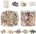 JSPYFITS 1200 PCS Sea Shells Small Mixed Beach Snail Seashells - Image 3