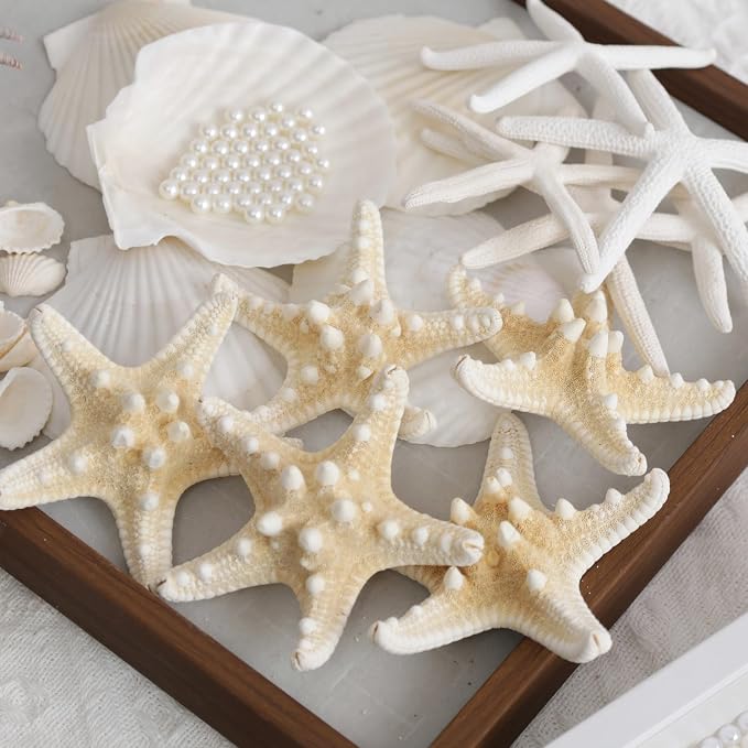 JSPYFITS 2.5-4 Inches Large Starfish and Scallop Shells - Image 8