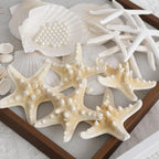 JSPYFITS 2.5-4 Inches Large Starfish and Scallop Shells - Image 8