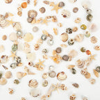 Tiny Sea Shells & 6 Starfish Decor Mixed Ocean Beach Spiral Seashells - Image 8