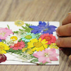 Woohome 78PCS Natural Dried Pressed Flowers and Natural Dried Pressed Leaves - Image 2