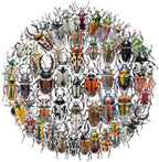 50 PCS Realistic Beetle Stickers by Unknown