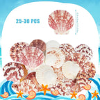 30 PCS+ Scallop Shells Natural Seashell, 1.5"-2.5" Natural Scallop Shells Small - Image 2