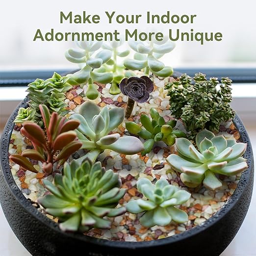 Pulovin 5 lbs Pebbles for Indoor Plants, Succulent Rocks, 3/8" Polished Pebbles - Image 7