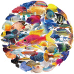 50PCS Clear Tropical Marine Life Ocean Stickers PET Fish Aesthetic Sticker - Image 2