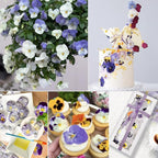 48 Pcs Real Natural Viola Pansy Dried Pressed Flowers - Image 2