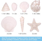 Silver White Sea Shell Mixed Ocean Shells Set, 1.2"-2.6" Various Sizes Natural - Image 3