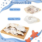 15PCS Natural Oyster Shells 4-5 in Uncarved Oyster Shells - Image 2