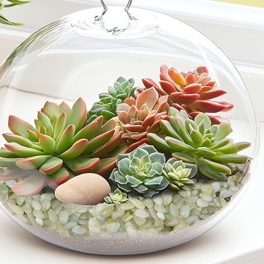 2.5 lbs Jade Pebbles for Indoor Plants, 1/5 Inch Succulent and Cactus Pebbles - Image 7