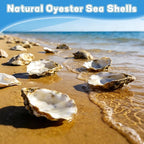 20Pcs 3-4 Inch Natural Oyster Shells - Image 8