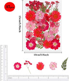 37Pcs Red Dried Pressed Flowers Natural Dried Flowers - Image 2