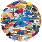 50PCS Clear Tropical Marine Life Ocean Stickers PET Fish Aesthetic Sticker - Image 3
