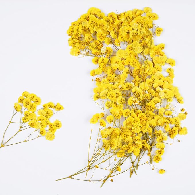 50Pcs Yellow Babys Breath Dried Pressed Flowers by Unknown