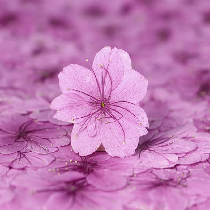 48 Pcs Dried Pressed Flowers for Resin DIY Art Crafts Natural Dry Sakura - Image 3