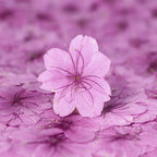 48 Pcs Dried Pressed Flowers for Resin DIY Art Crafts Natural Dry Sakura - Image 3