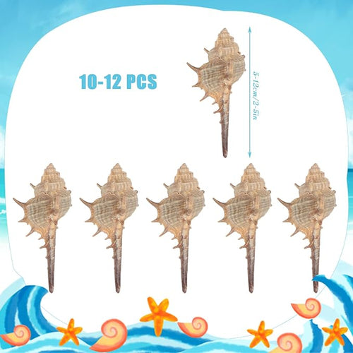 10 PCS+ Small Conch Shells Natural Sea Shells, Fish Tank and Vase Filler - Image 2