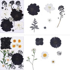 115Pcs Black Dried Pressed Flowers - Image 4