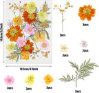 Woohome 44 PCS Orange Real Pressed Flowers, Dried Pressed Flowers - Image 6