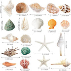 JQAQJU Sea Shells Mixed Beach Seashells 20 Kinds, 1.5"-5.5" Various Sizes Large - Image 2